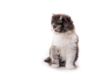Obraz premium Little cute kitten isolated on white background