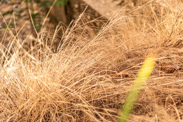 This is a capture for a colorful landscape with grass and trees in spring 2019 and you can see the beautiful texture of green and yellow  