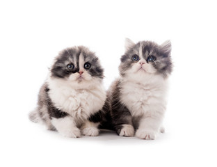 Two cute scottish breed kittens lying isolated on white background