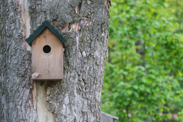 Shed for birds on trees. Wooden birdhouse on the tree.
