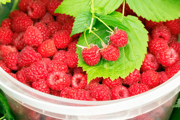 Harvested ripe raspberries in a bucket in the outdoors. Close up.