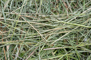 Natural background texture: detail of freshly cut grasses en herbs that can be used for mulch and...