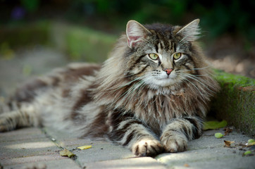 portrait of a tabby norwegian forest cat relaxing in the garden