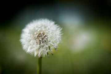 A dandelion in the park 