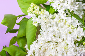 Spring background. The branches of white lilac closeup on a pink background. Flat Lay, Copy space, space for text.