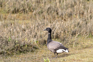 brent goose sitting on the grass at the north sea in germany 
