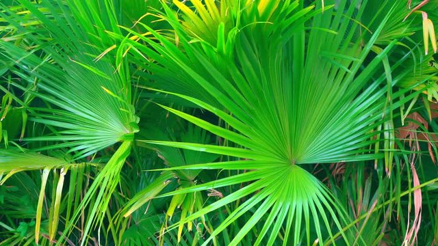Travel in Hot Countries Discovering Amazing Tropic Nature. Chinese Palm Trees with Bright Leaves. Beautiful Exotic Plants.