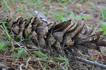 fallen cone on ground