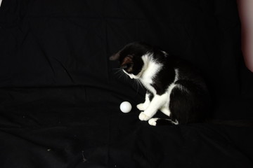 portrait of tuxedo cat with a ball on black background