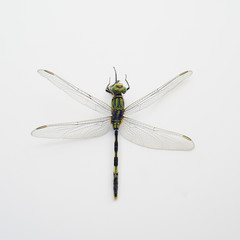 top view closd-up Dragonfly on white background