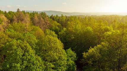 Fototapeta premium Sunrise over summer forest in the middle of Europe.