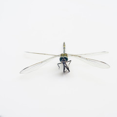 top view closd-up Dragonfly on white background
