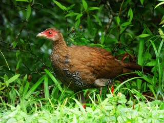 wildhen on the grass