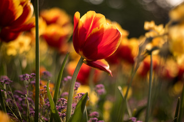 Beautiful tulips in a park in Paris