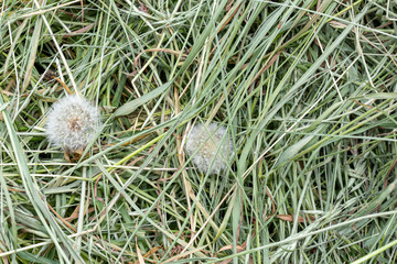 Natural background texture: detail of freshly cut grasses en herbs that can be used for mulch and...