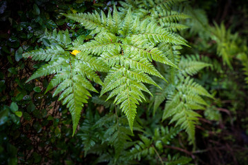 Beautiful fern leaves green foliage nature view