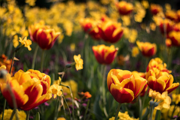 Beautiful tulips in a park in Paris
