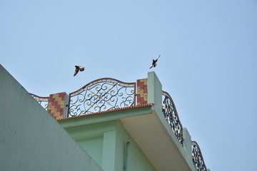 flying birds