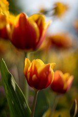 Beautiful tulips in a park in Paris