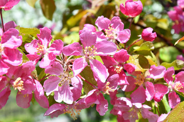 Pink flowers of the Apple-tree in Spring Garden After the rain