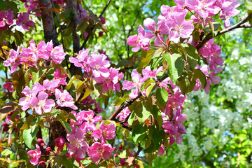 Pink flowers of the Apple-tree in Spring Garden After the rain