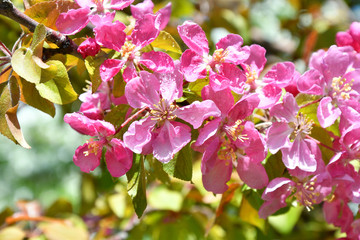 Pink flowers of the Apple-tree in Spring Garden After the rain