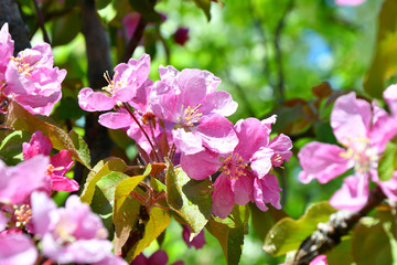 Pink flowers of the Apple-tree in Spring Garden After the rain