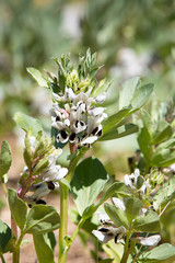 Detail of a flowering Broad beans - Vicia faba - on a sunny day in spring in the permaculture vegetable garden..