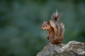 Red Squirrel showing off its tail on a stone wall with a dark green background.