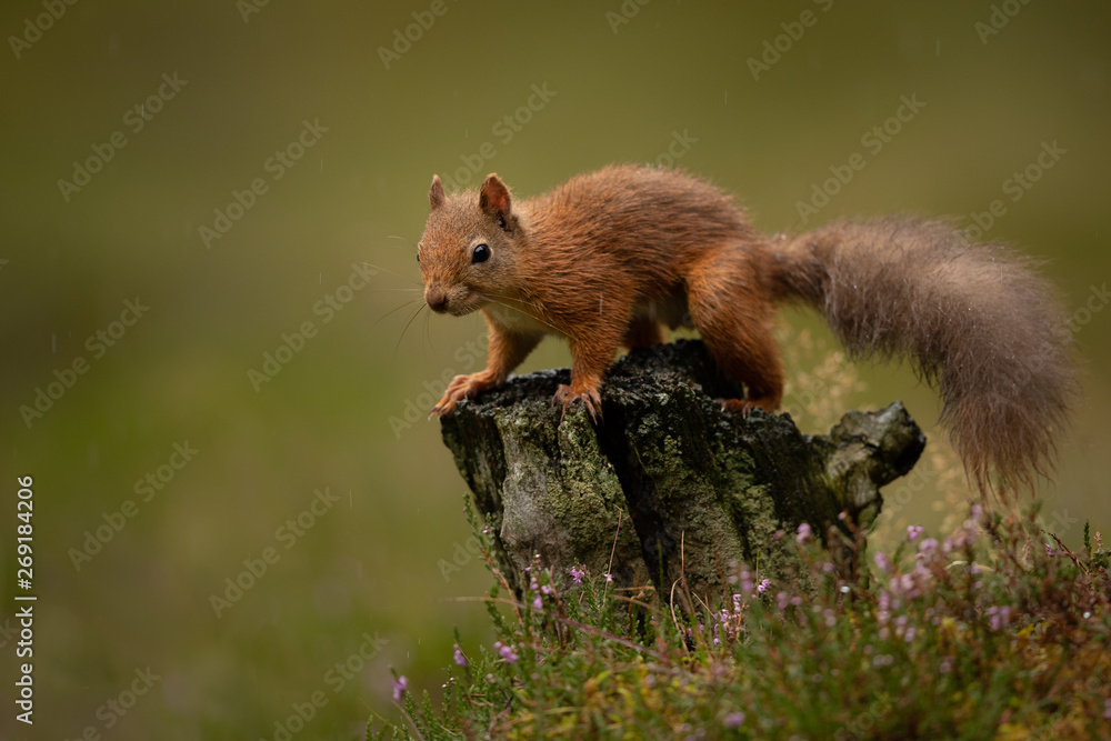 Sticker wet red squirrel in the rain on a tree stump with a green background.