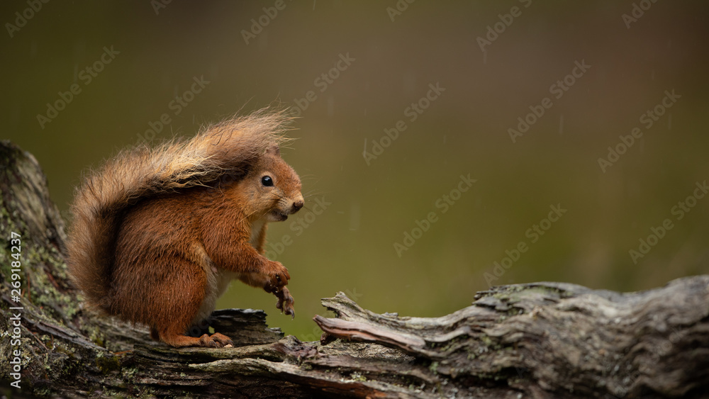 Wall mural red squirrel on a branch in the rain with a green background.