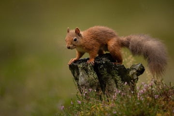 Wet Red Squirrel in the rain on a tree stump with a green background.  