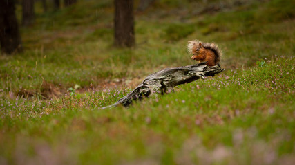 Red squirrel perched on a log in a green grass and heather meadow.  