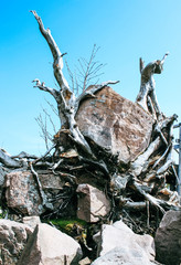 Uprooted trees on the Lothar Path (German: Lotharpfad), a educational path in the Black Forest National Park that shows the destruction Hurricane Lothar caused.