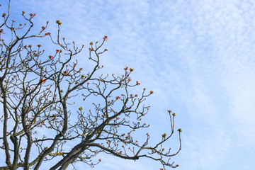 les jolies branches en fleurs s'élèvent vers le ciel bleu clair