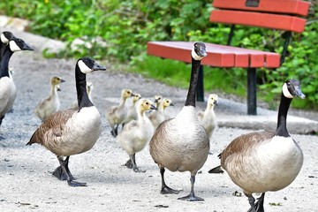 Field trip of  Canada Geese family