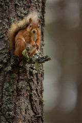 Red Squirrel perched on a branch up a tree with bark behind.  