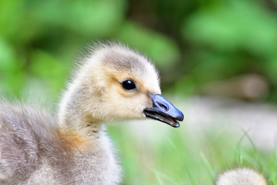 About one month old Gosling's closeup