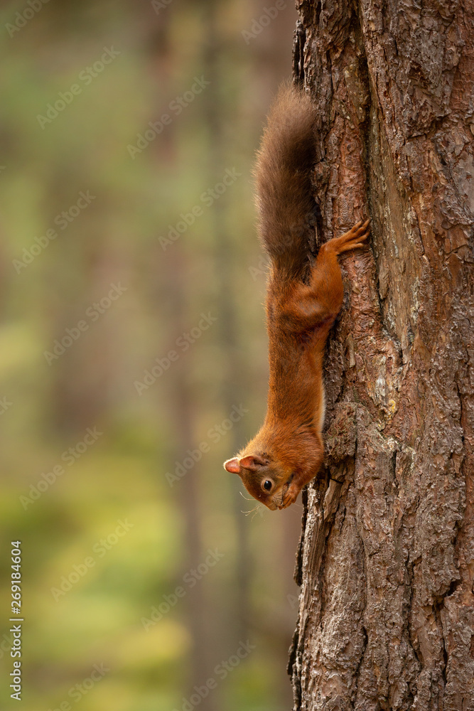 Wall mural squirrel hanging upside down from a tree whilst eating a nut with a green background.