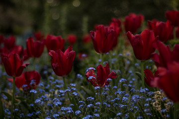 Red roses in the park