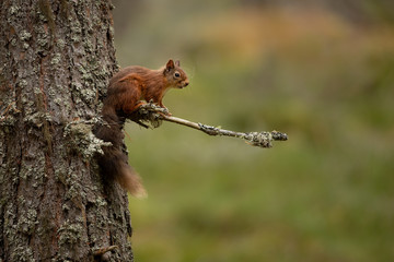 Red Squirrel Perched on a branch up a tree with a green background.  