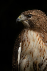 Red Tailed Hawk headshot with a black background.