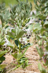 Flowering broad beans - Vicia faba - on a sunny day in spring in the permaculture vegetable garden..