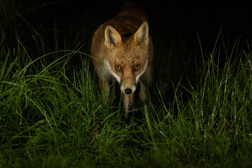 Red Fox in grass at night with black dark background. 
