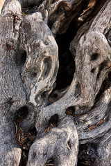 Old olive tree trunk