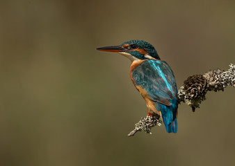 Female Kingfisher perched on a branch with a green and brown blurred background. 