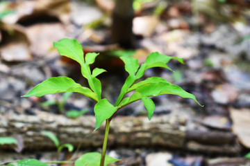 young plant in soil