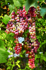 Organic raw red grapes