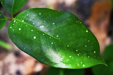 green leaf with drops of water