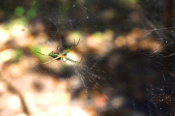 spider on web